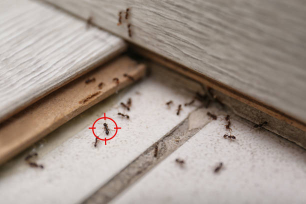 Pest Control for Restaurants in Lowell, MA