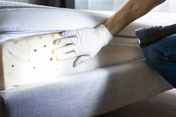 Best Wasp Removal Services  in Lowell, MA
